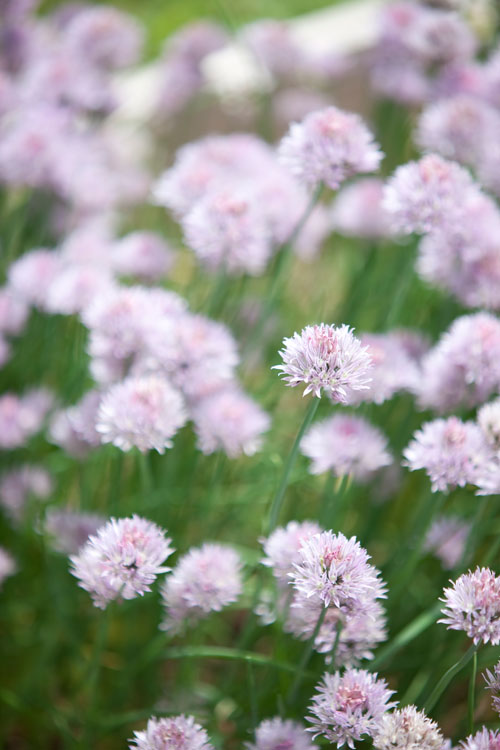 Clover growing near the Jean Bonet Tavern, Bedford, PA