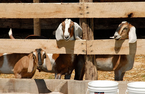 Goats at the Jean Bonnet Tavern Bedford PA